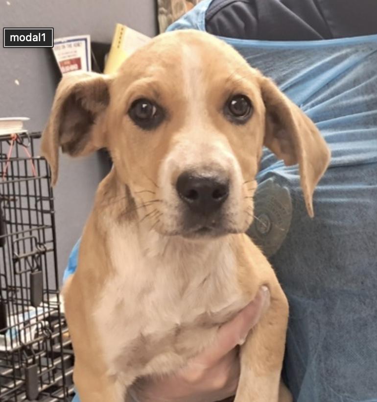 Brett, a Adoptable mixed breed in Hollister, MO image 2/4