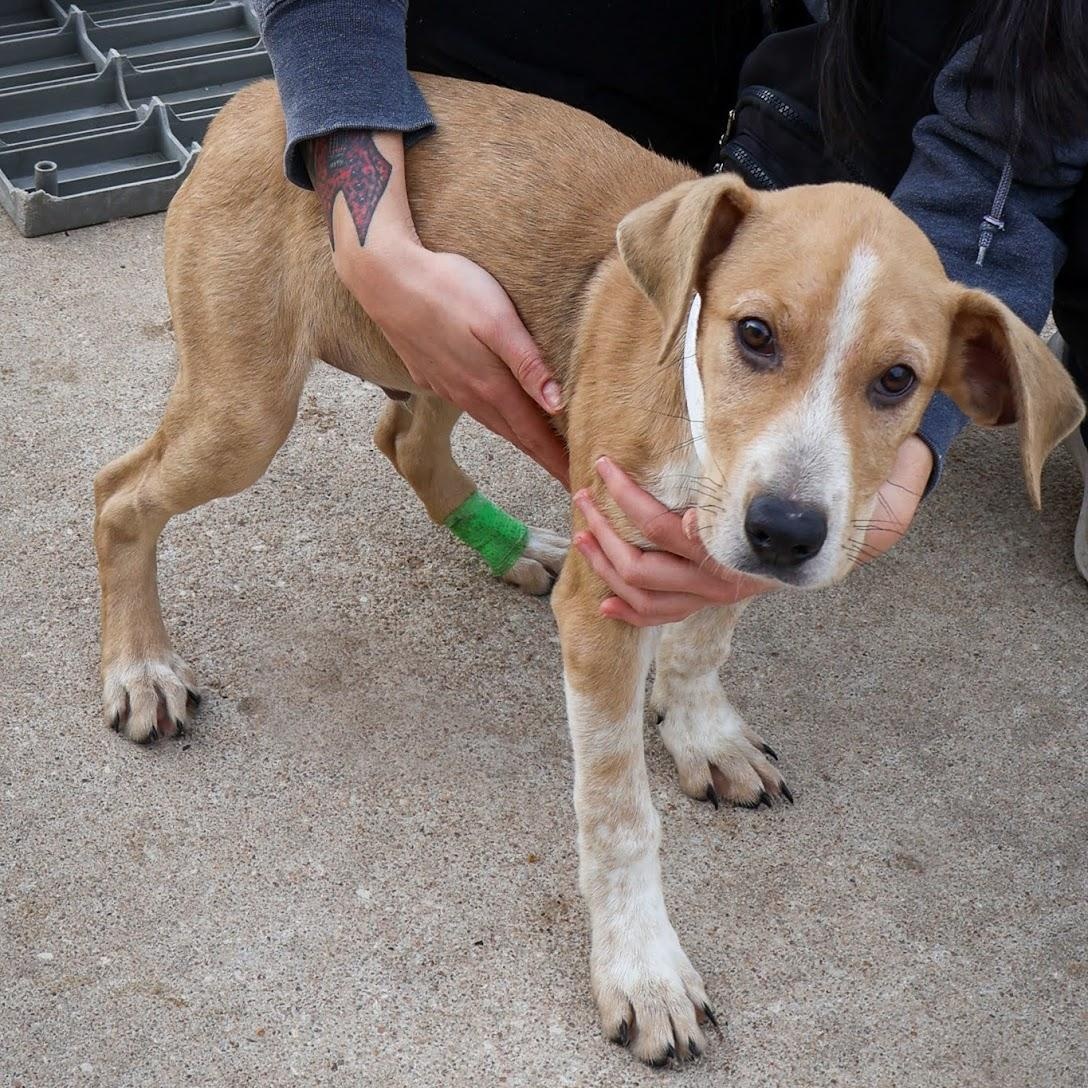 Brett, a Adoptable mixed breed in Hollister, MO image 3/4