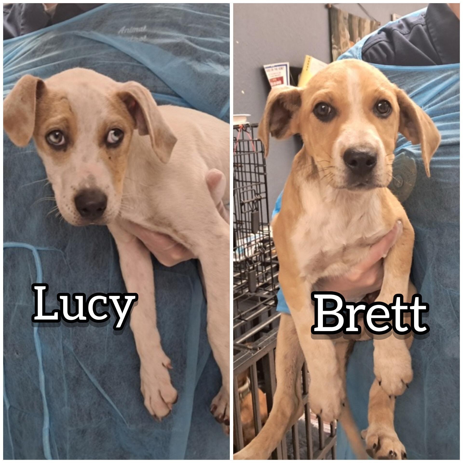 Brett, a Adoptable mixed breed in Hollister, MO image 4/4