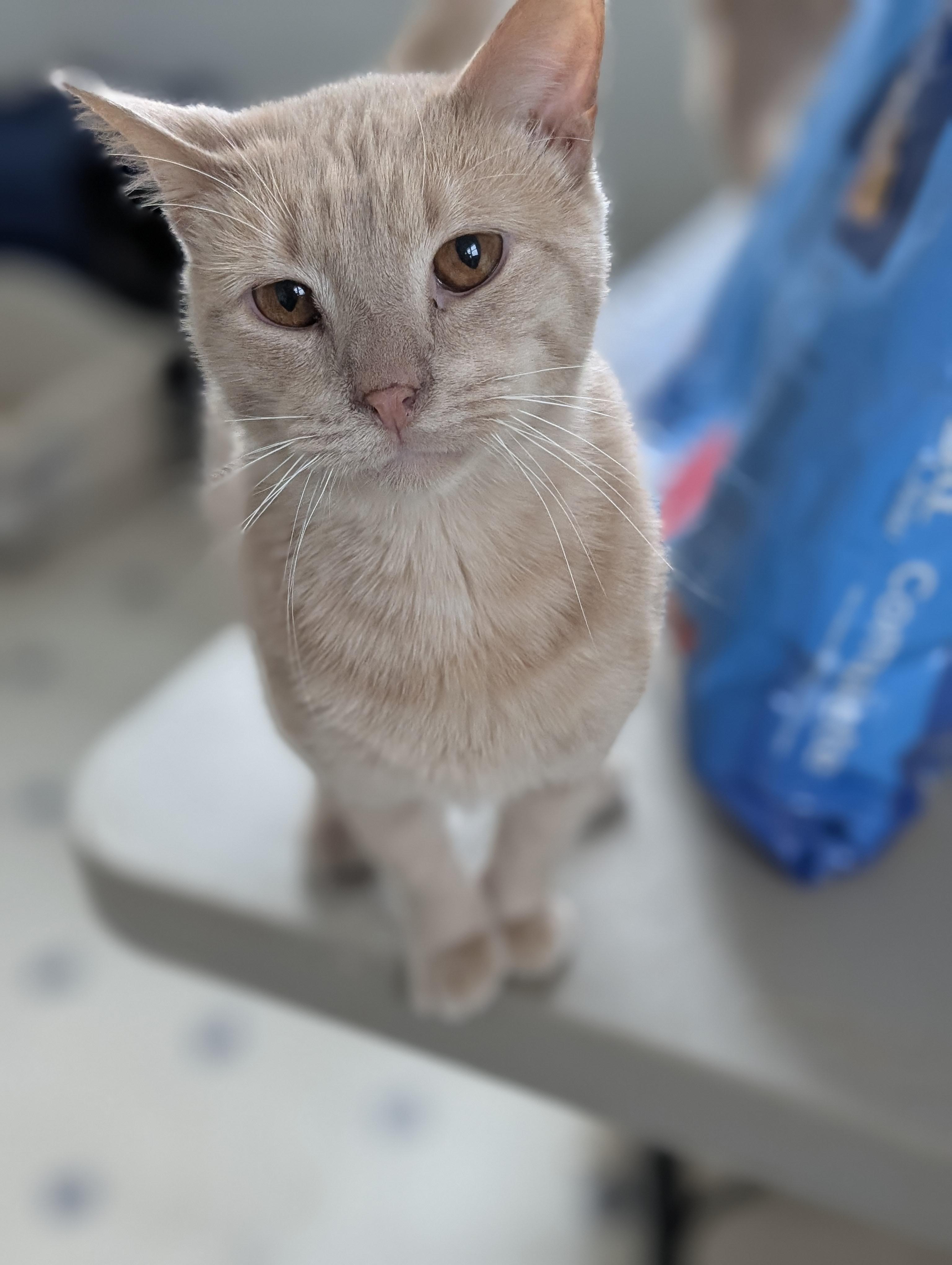 Chai, Adoptable, Adult Male Domestic Short Hair.