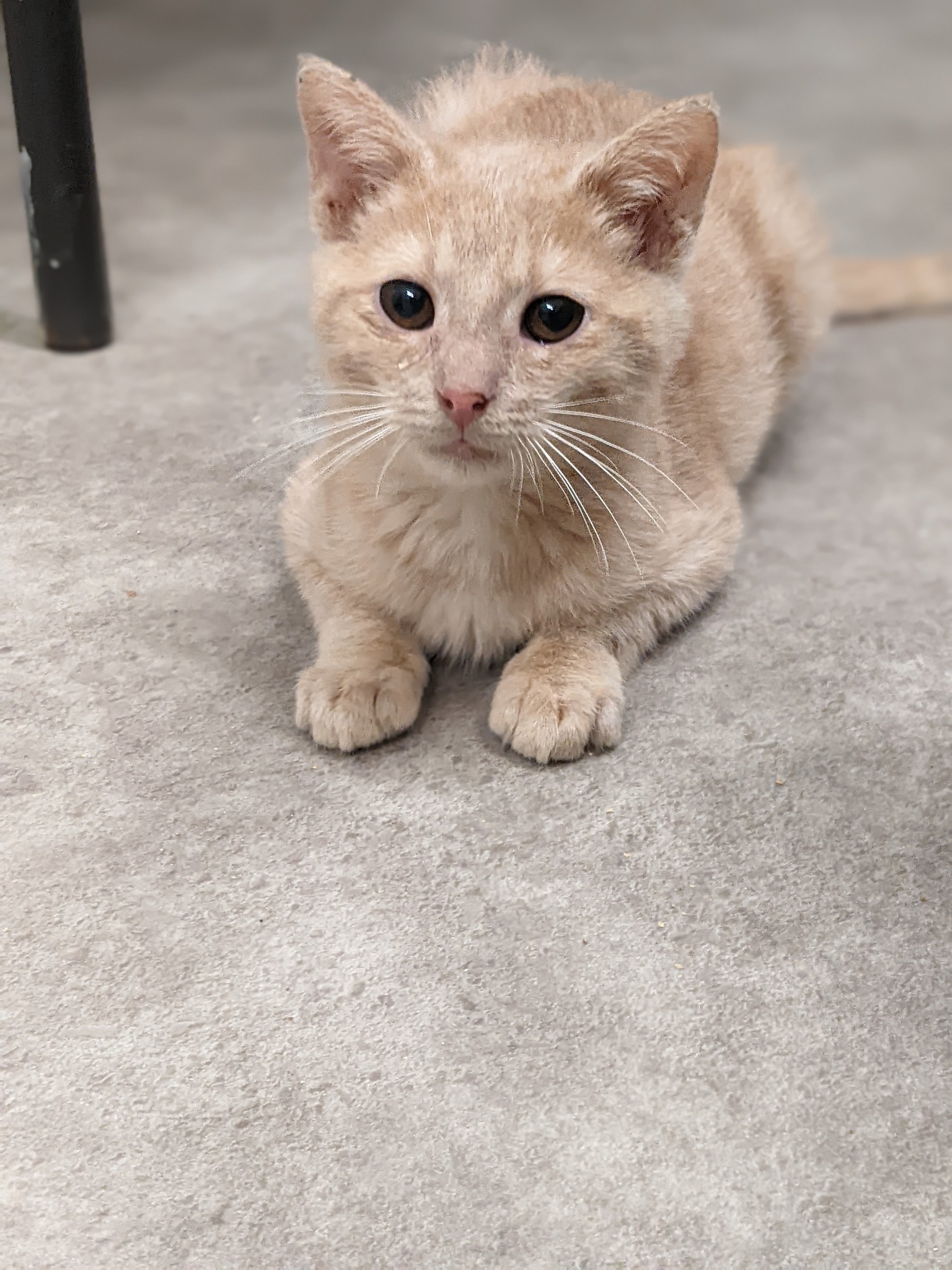 Chai, a Adoptable Domestic Short Hair in Tilton, IL image 5/6