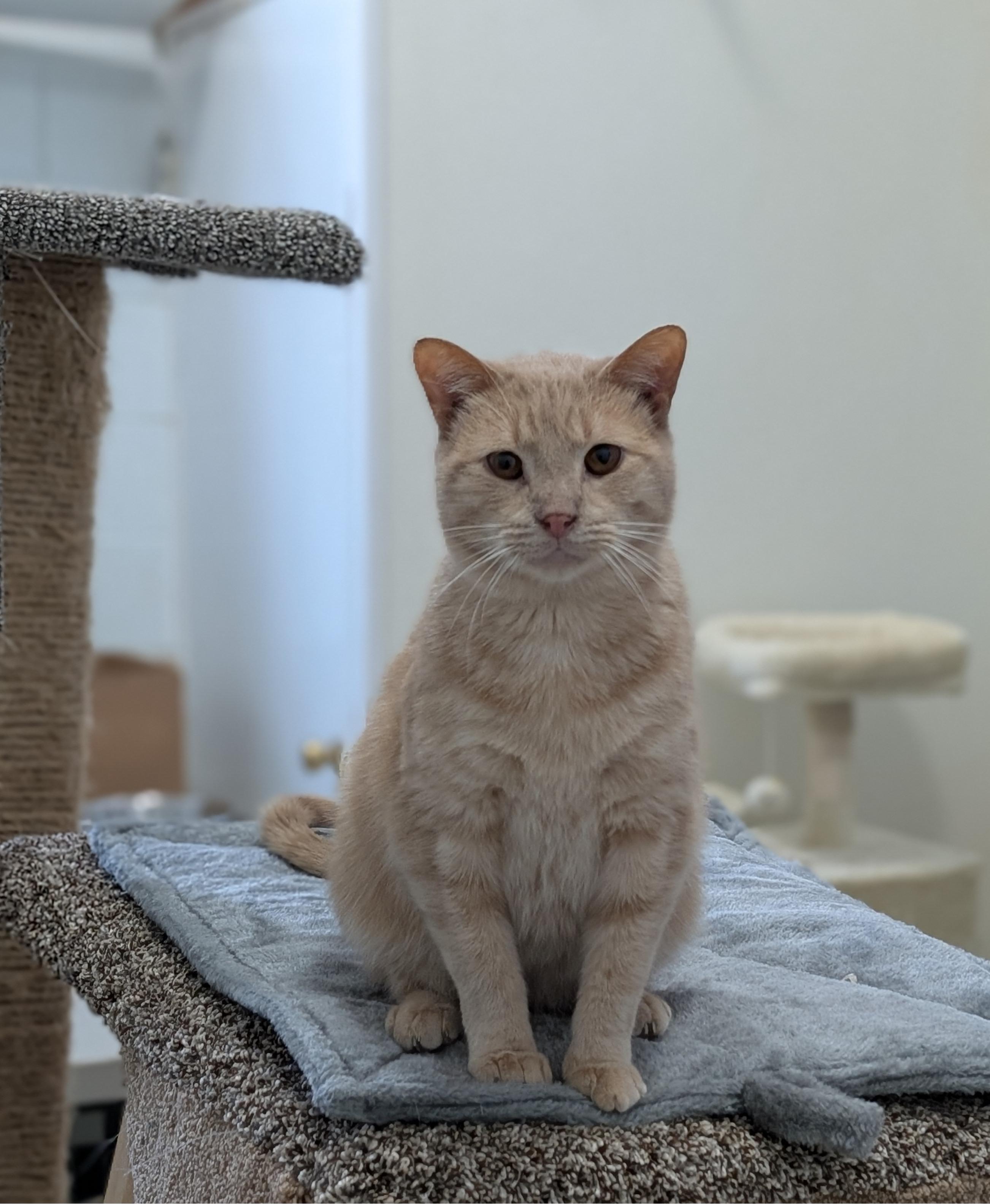 Enlarge Chai, a Adoptable Domestic Short Hair in Tilton, IL image 2/6