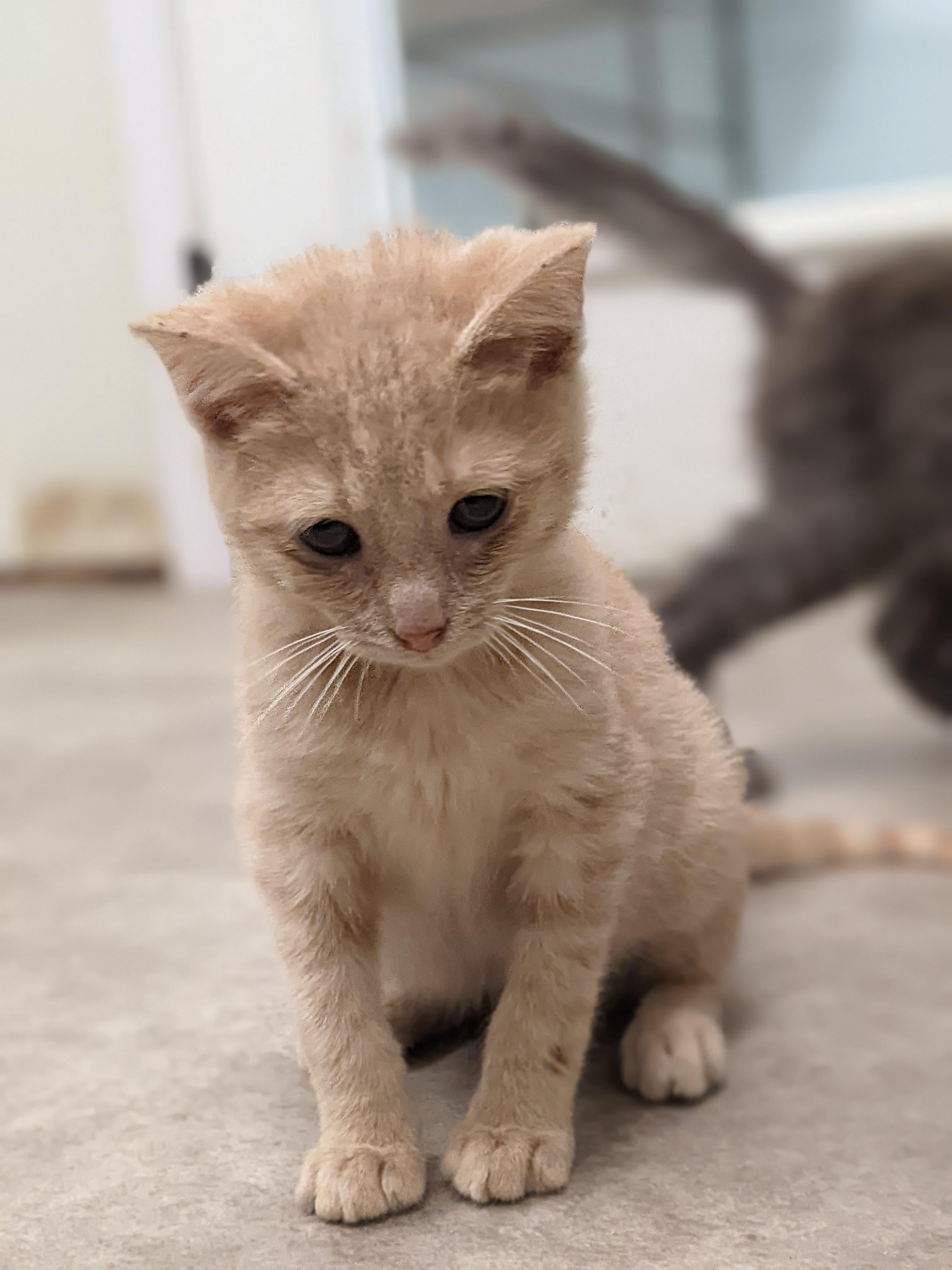 Chai, a Adoptable Domestic Short Hair in Tilton, IL image 4/6