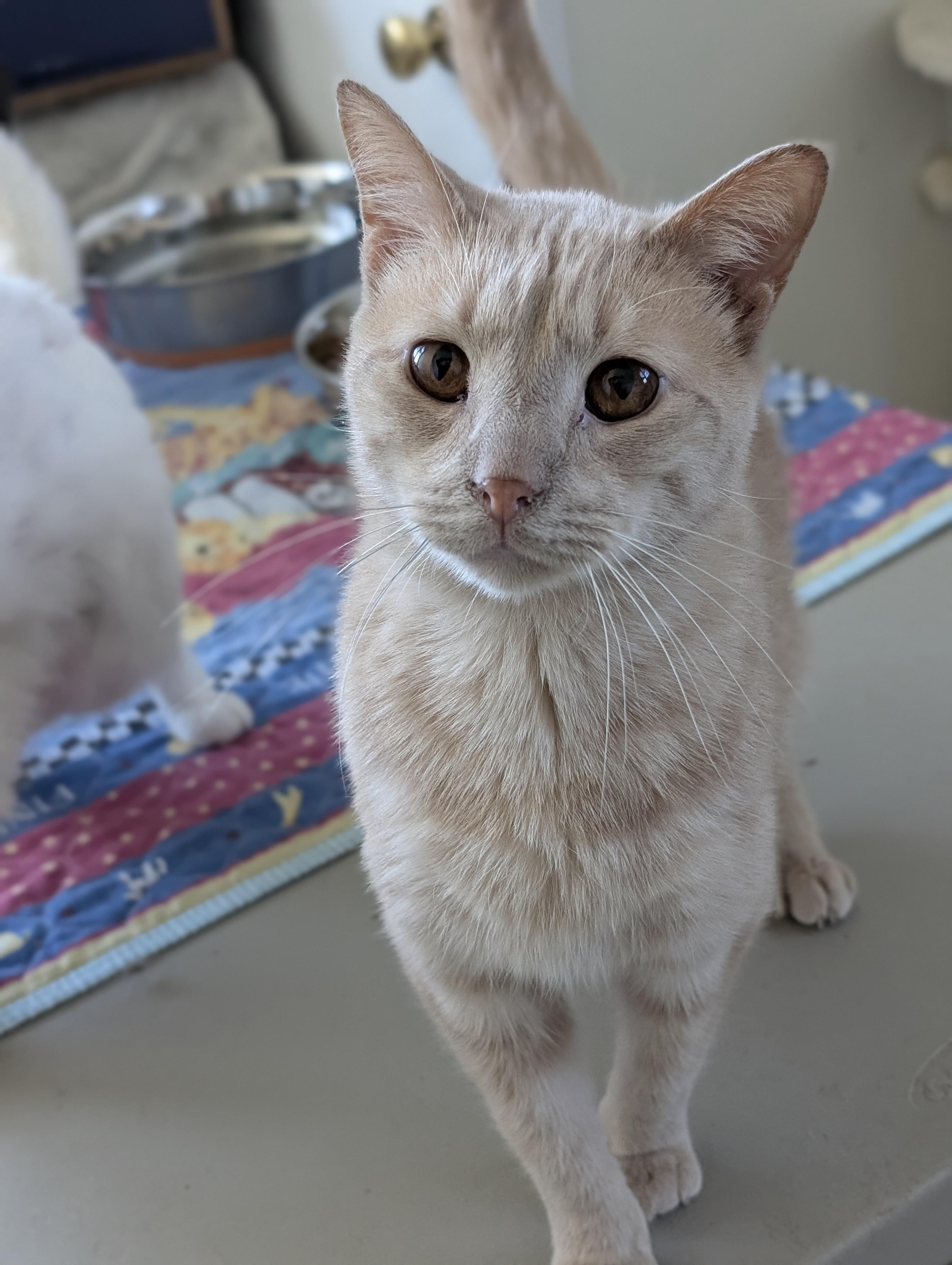 Chai, a Adoptable Domestic Short Hair in Tilton, IL image 2/6