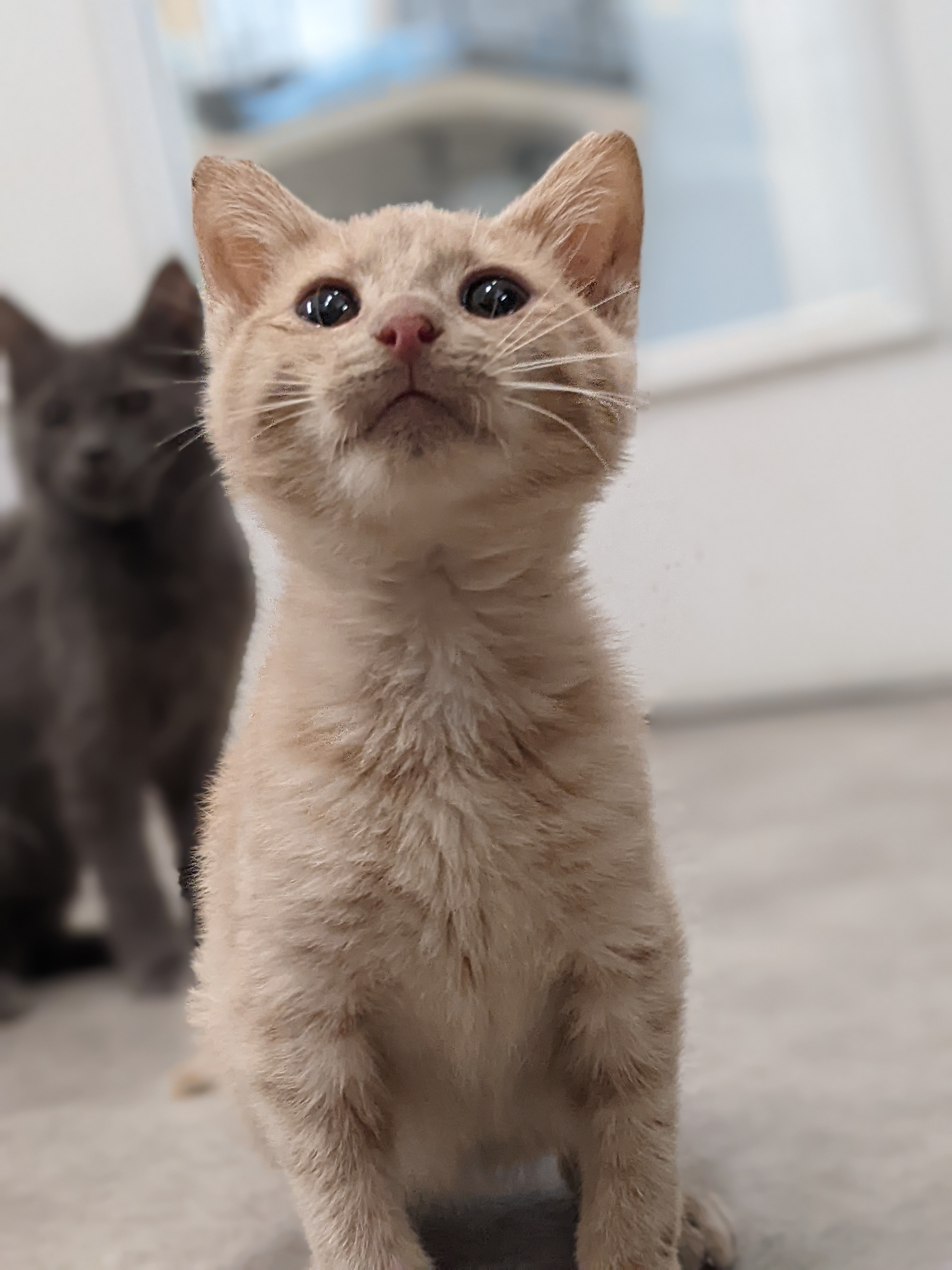 Chai, a Adoptable Domestic Short Hair in Tilton, IL image 6/6