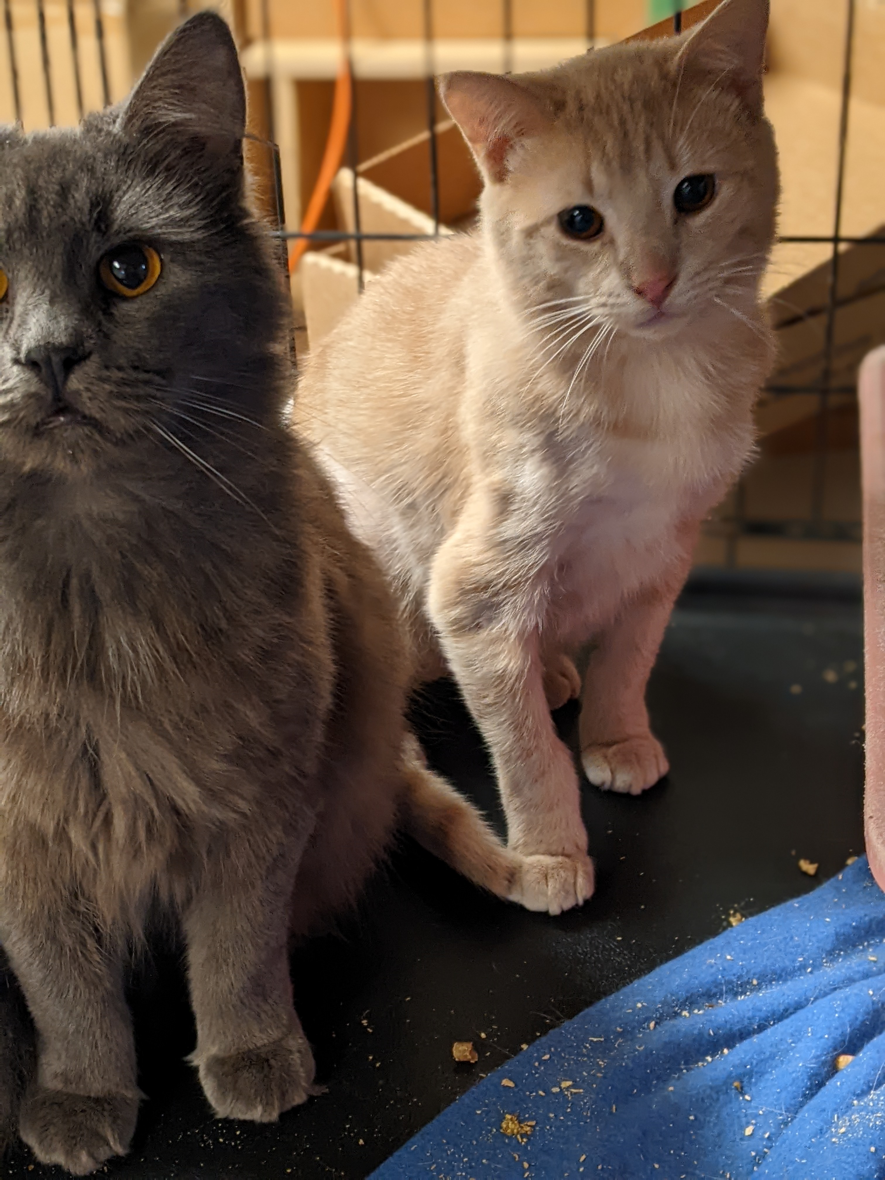 Chai, a Adoptable Domestic Short Hair in Tilton, IL image 3/6