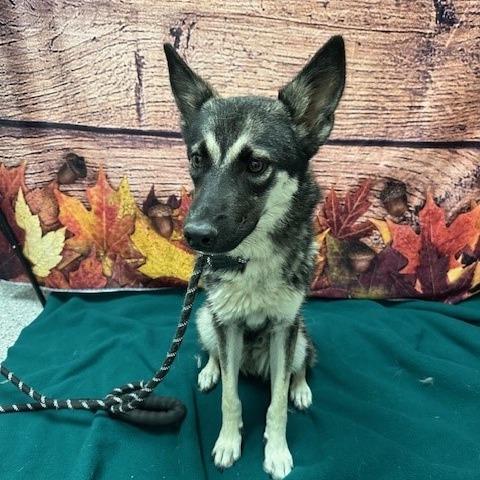 Rosemary, Adoptable, Adult Female Shepherd & Husky.