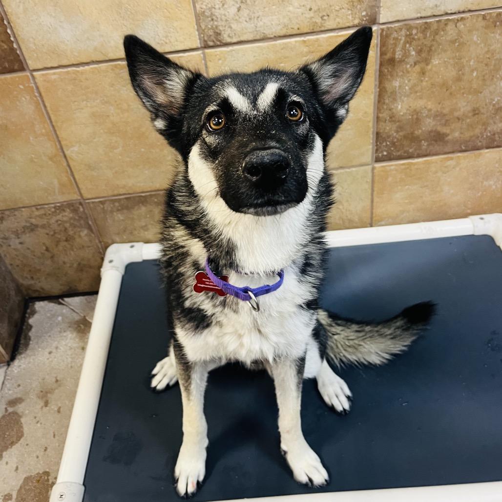 Enlarge Rosemary, a Adoptable mixed breed in Las Vegas, NV image 4/6