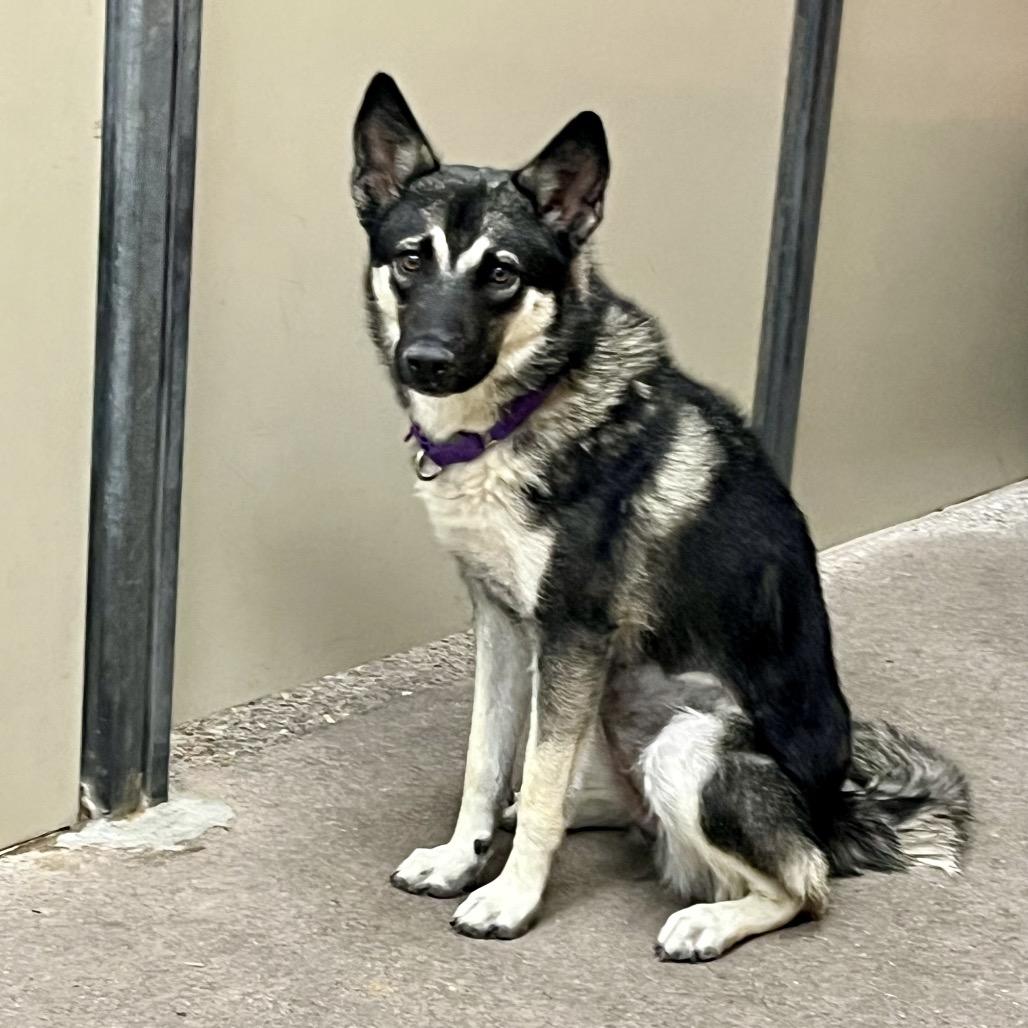 Enlarge Rosemary, a Adoptable mixed breed in Las Vegas, NV image 5/6