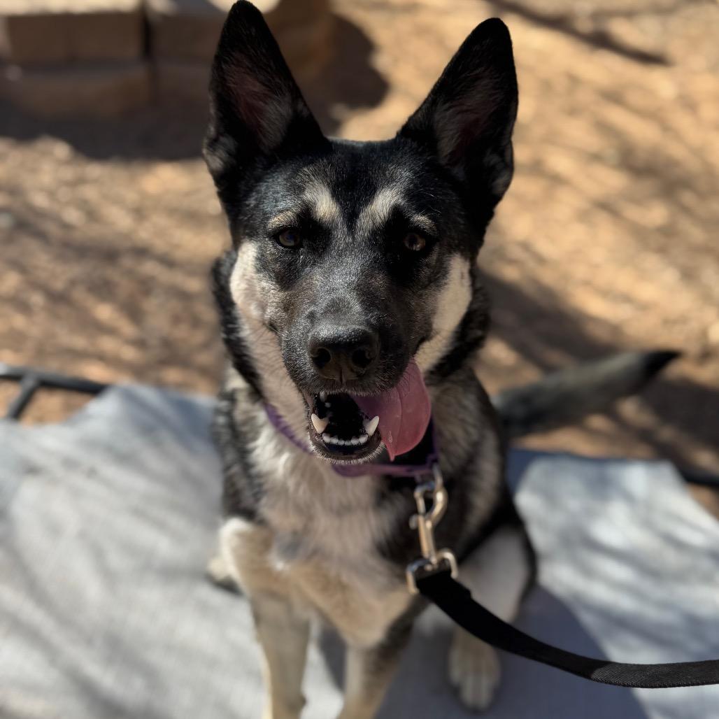 Enlarge Rosemary, a Adoptable mixed breed in Las Vegas, NV image 6/6