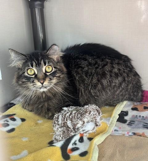 Enlarge Razzle, a ADOPTABLE Domestic Long Hair in Hutchinson, MN image 1/1