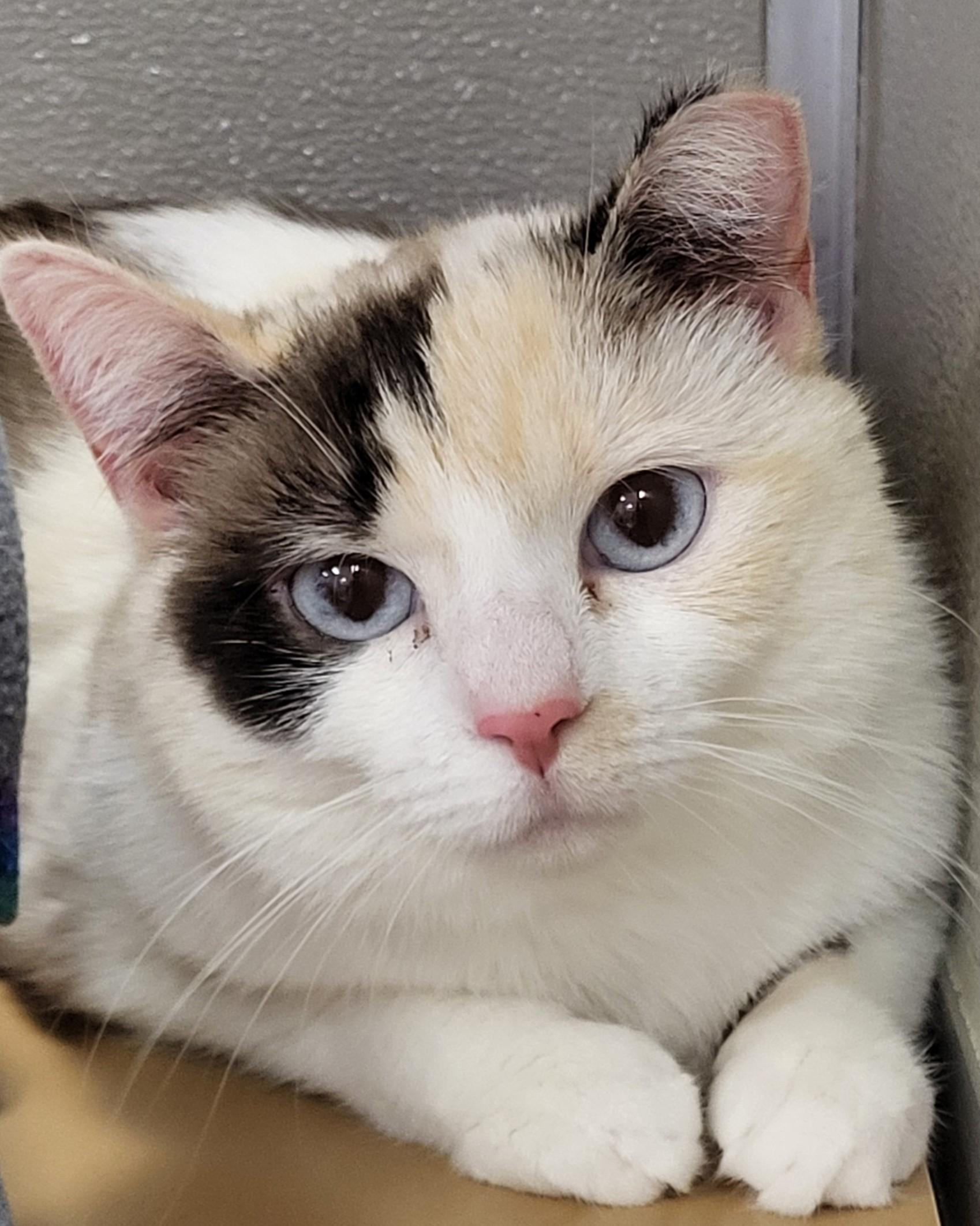 Riverdance, adopted, Adult Female Siamese & Calico.