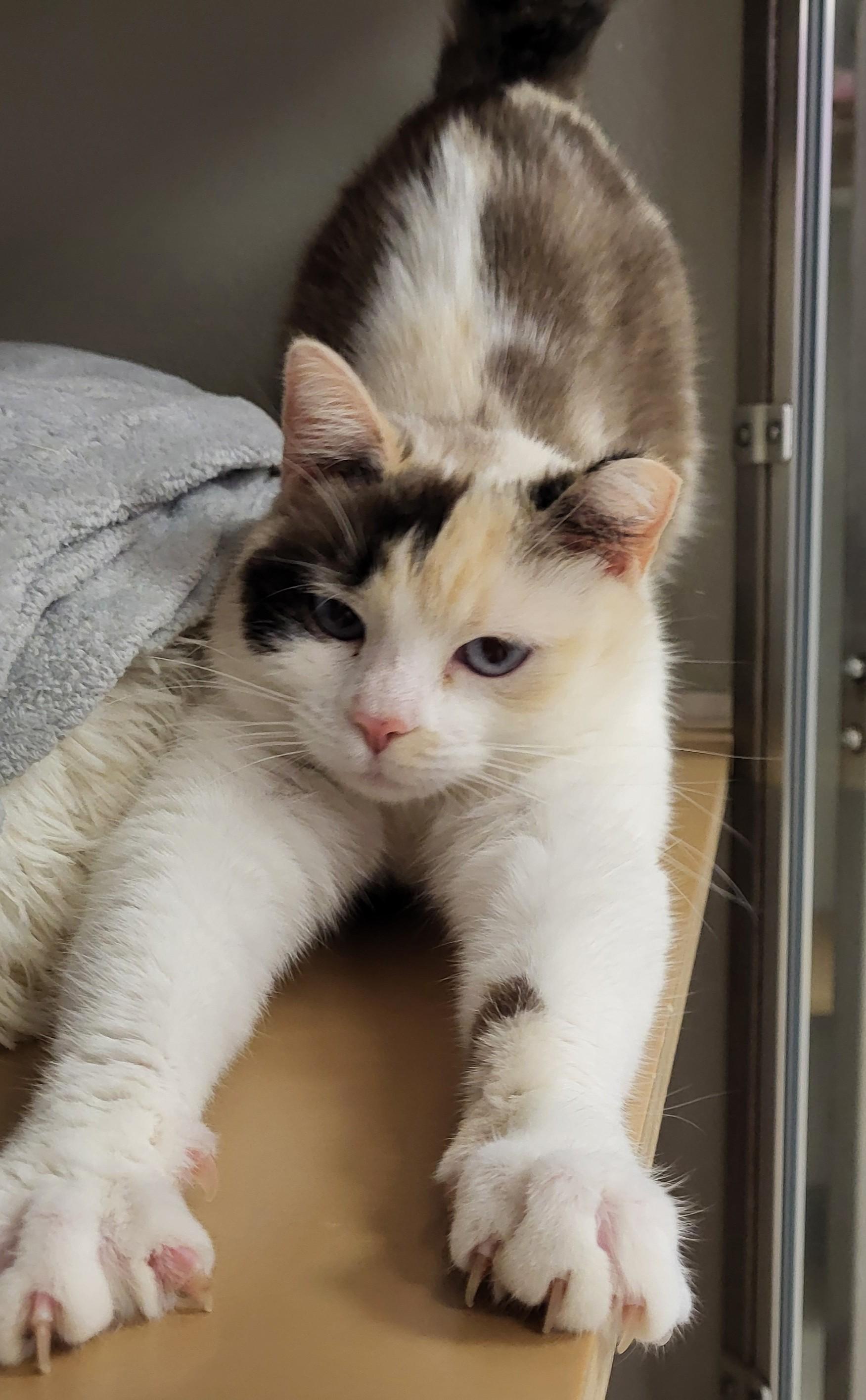 Enlarge Riverdance, an adopted mixed breed in Grayslake, IL image 2/2