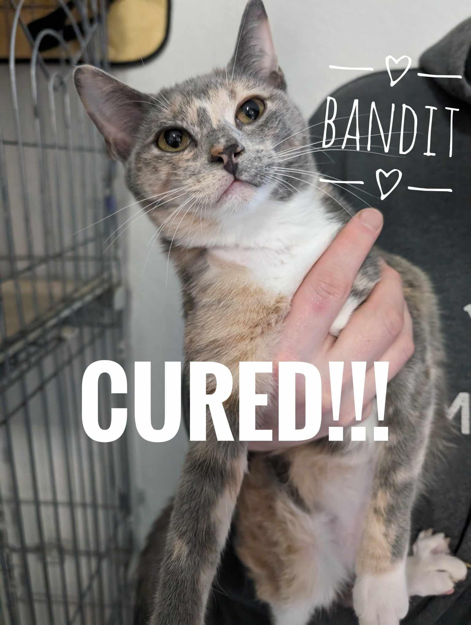 Bandit, a Adoptable mixed breed in Cleburne, TX image 4/6