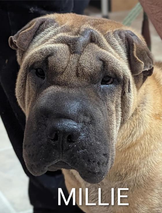 MILLIE, Adoptable, Adult Female Shar-Pei.