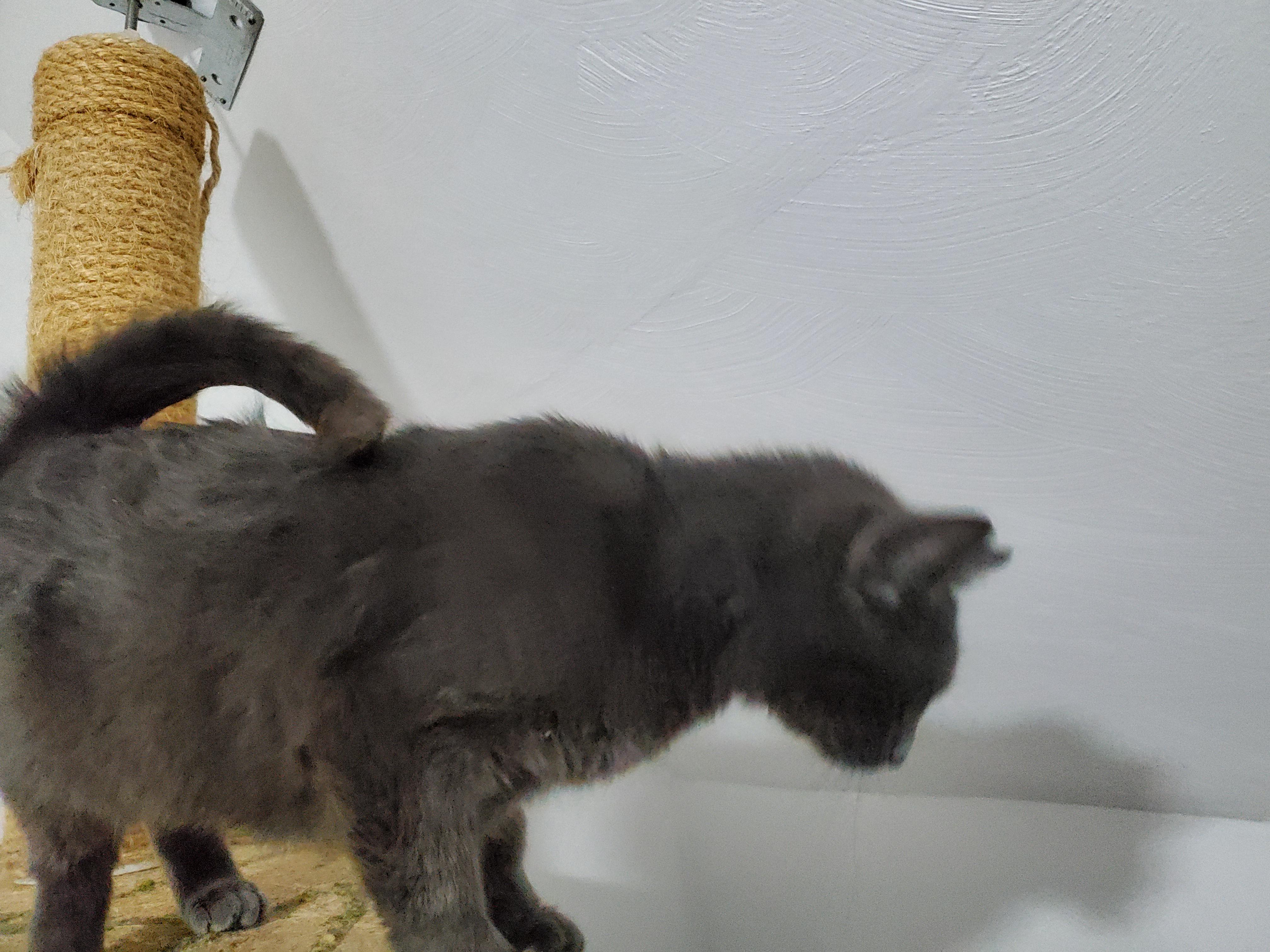 Enlarge Serena, a Adoptable Russian Blue in Gladwin, MI image 5/6