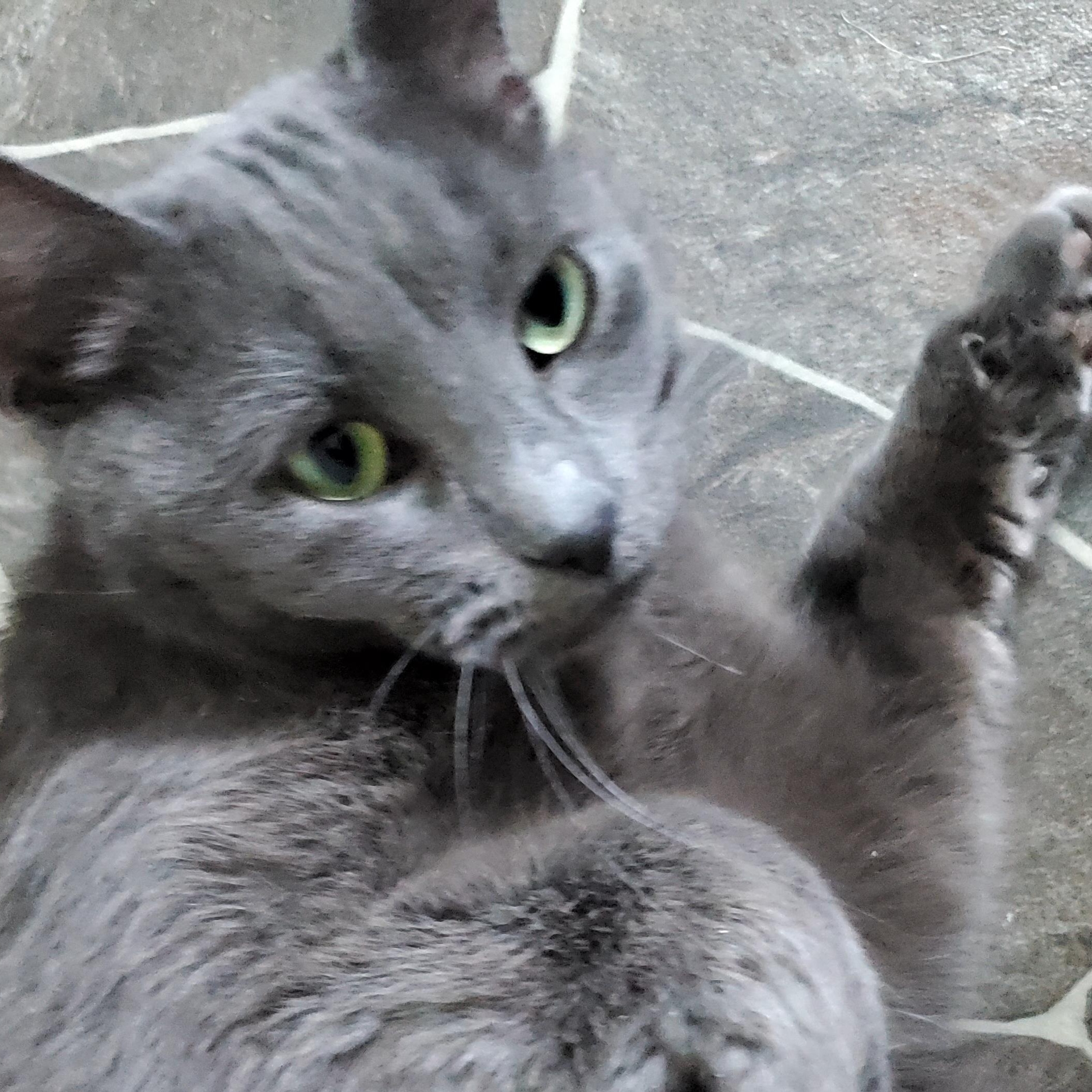 Enlarge Serena, a Adoptable Siamese in Gladwin, MI image 1/5