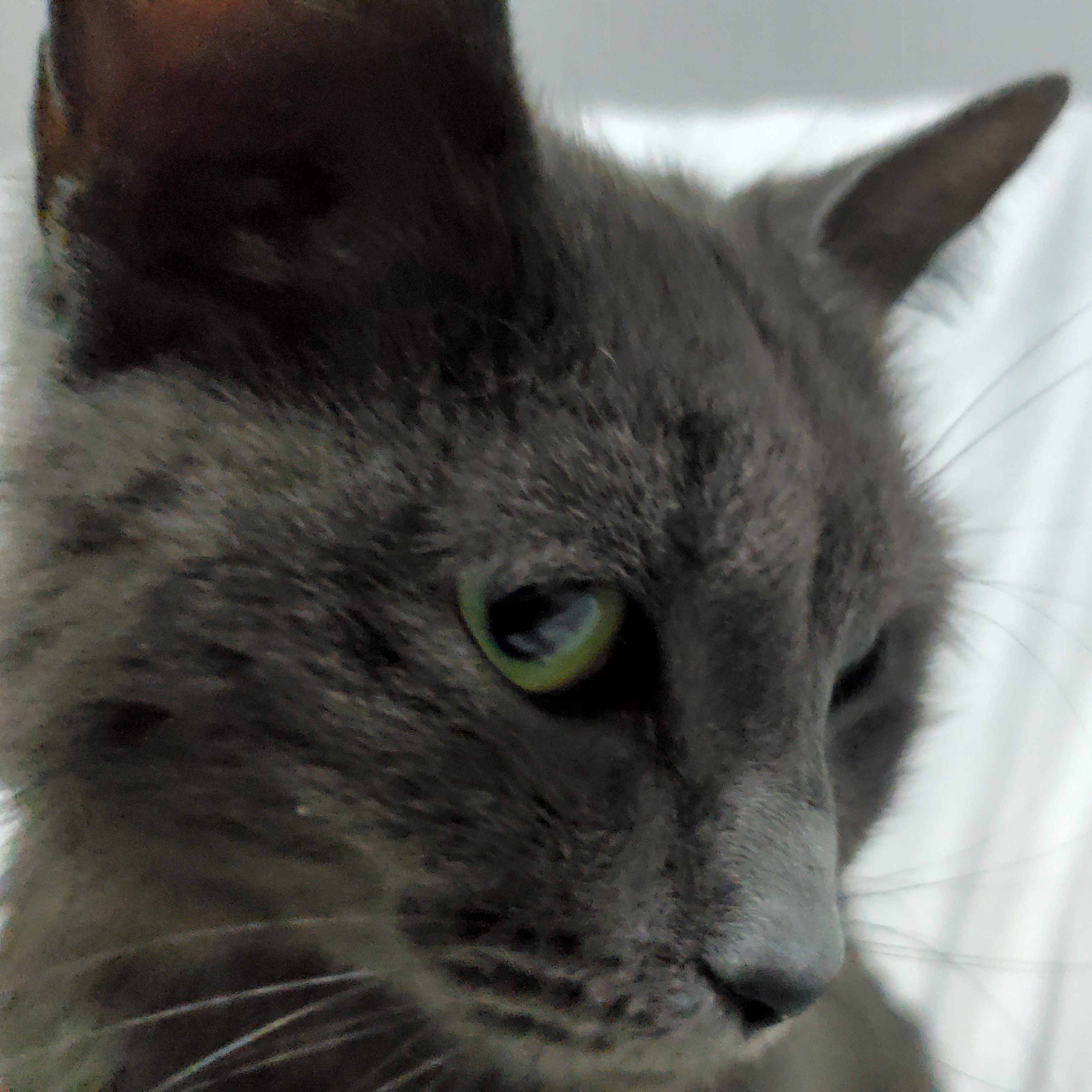 Enlarge Serena, a Adoptable Russian Blue in Gladwin, MI image 2/6