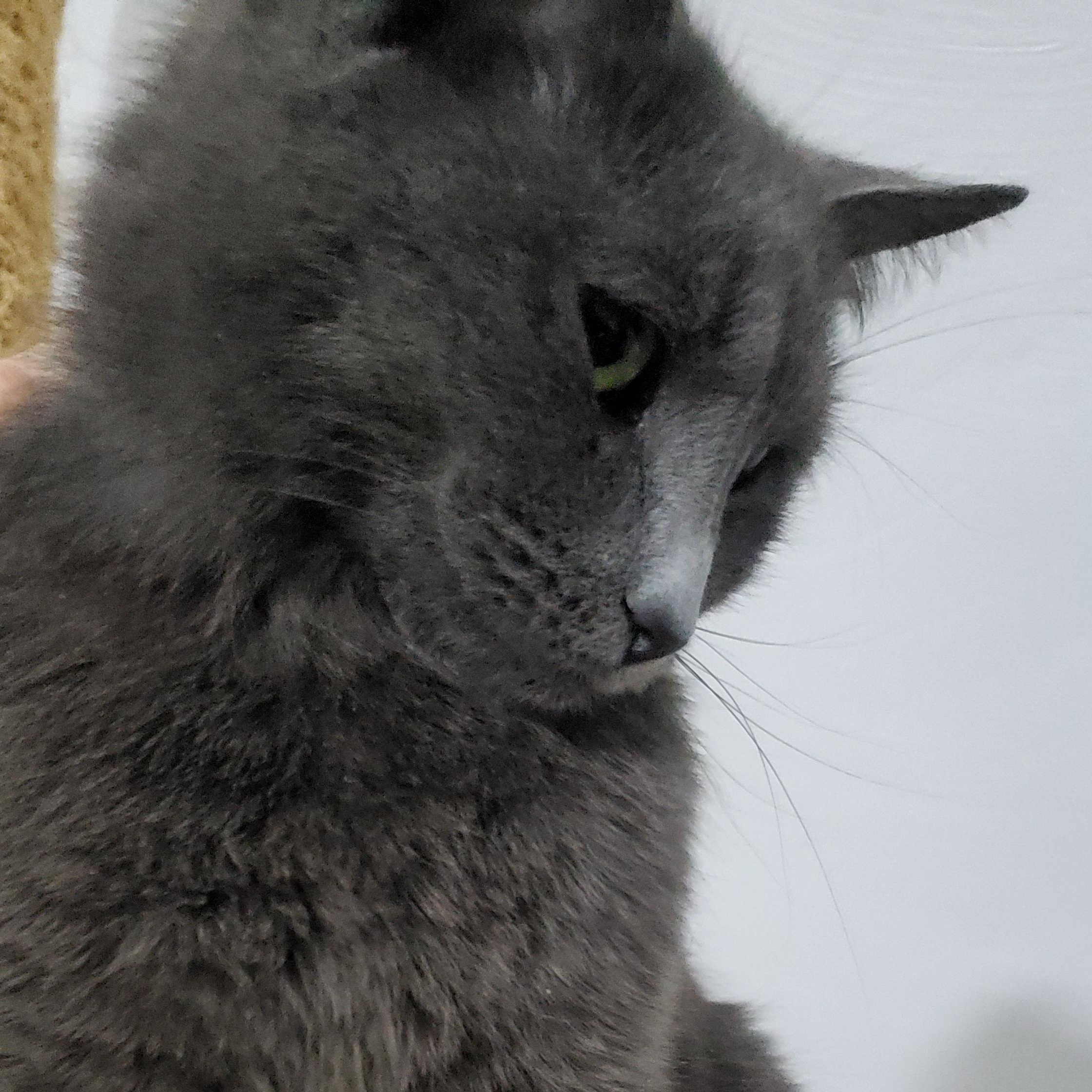 Serena, Adoptable, Young Female Russian Blue.