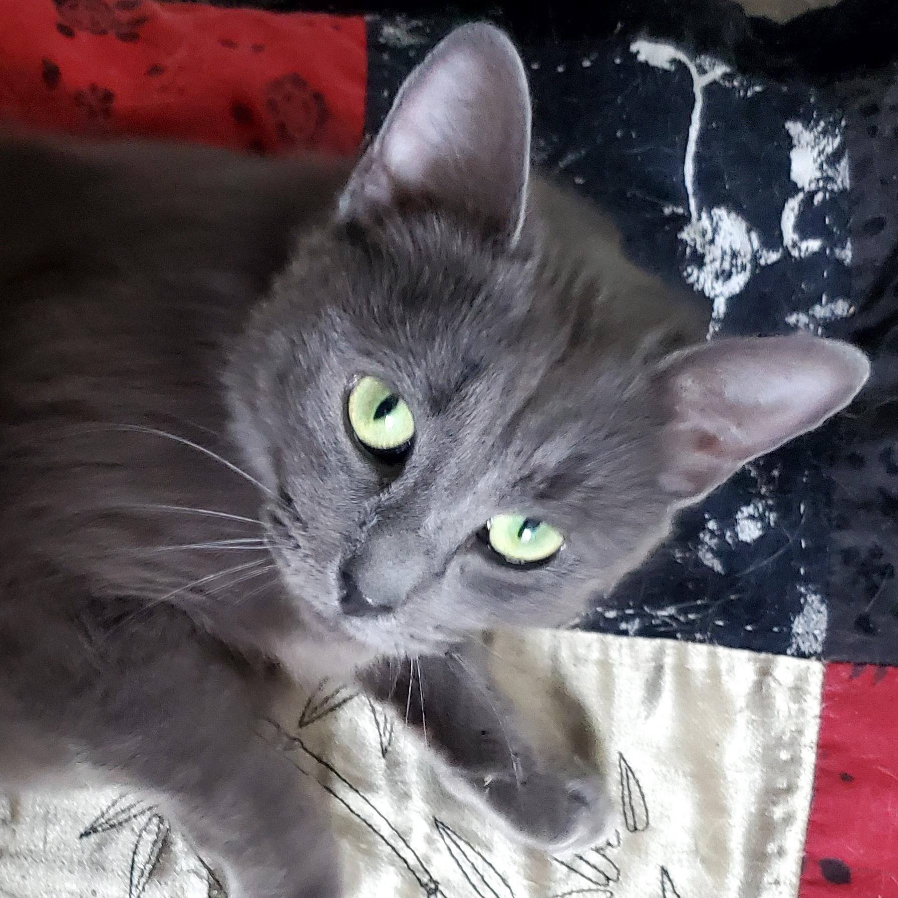 Enlarge Serena, a Adoptable Siamese in Gladwin, MI image 2/5