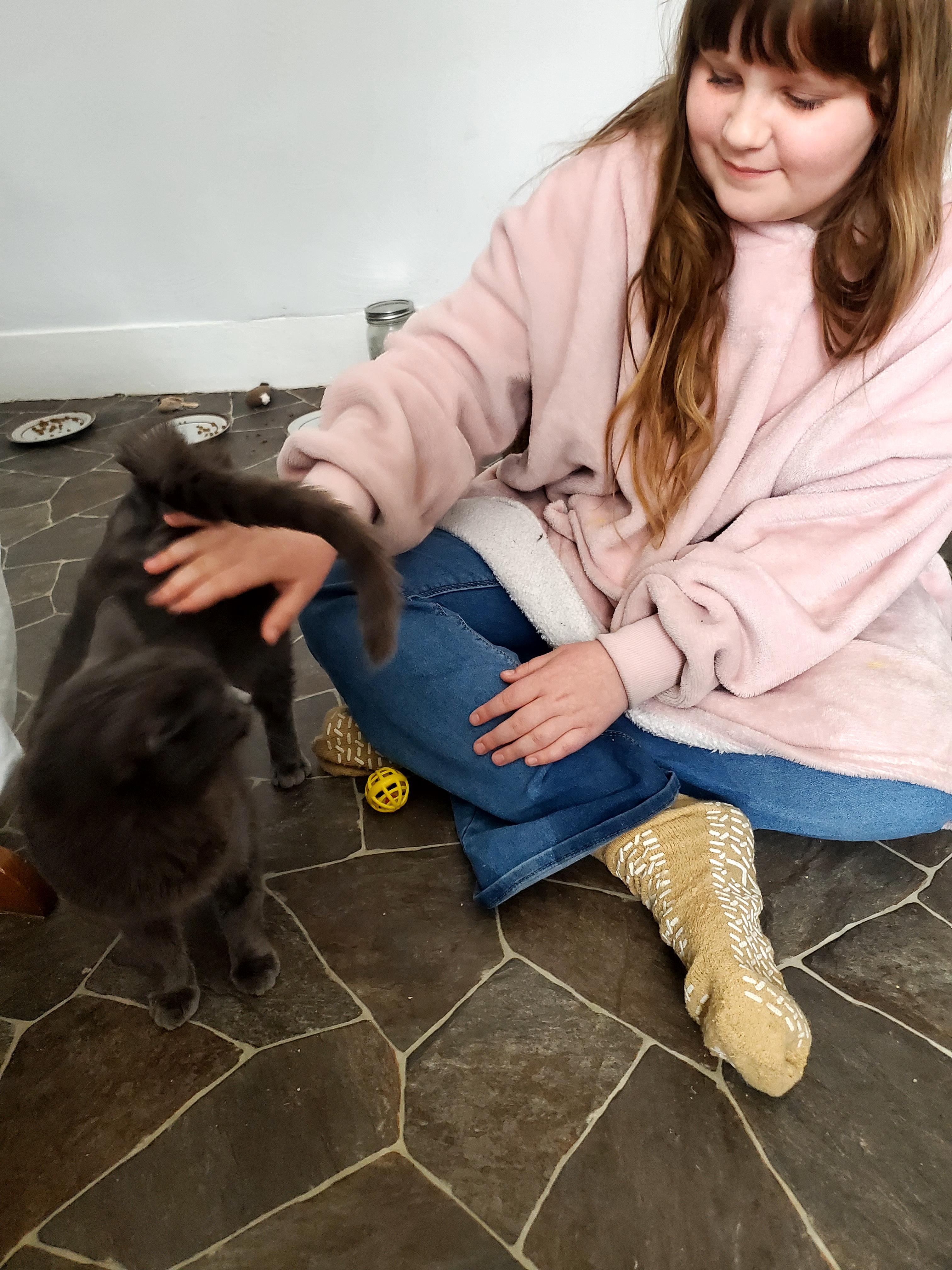 Enlarge Serena, a Adoptable Russian Blue in Gladwin, MI image 3/6