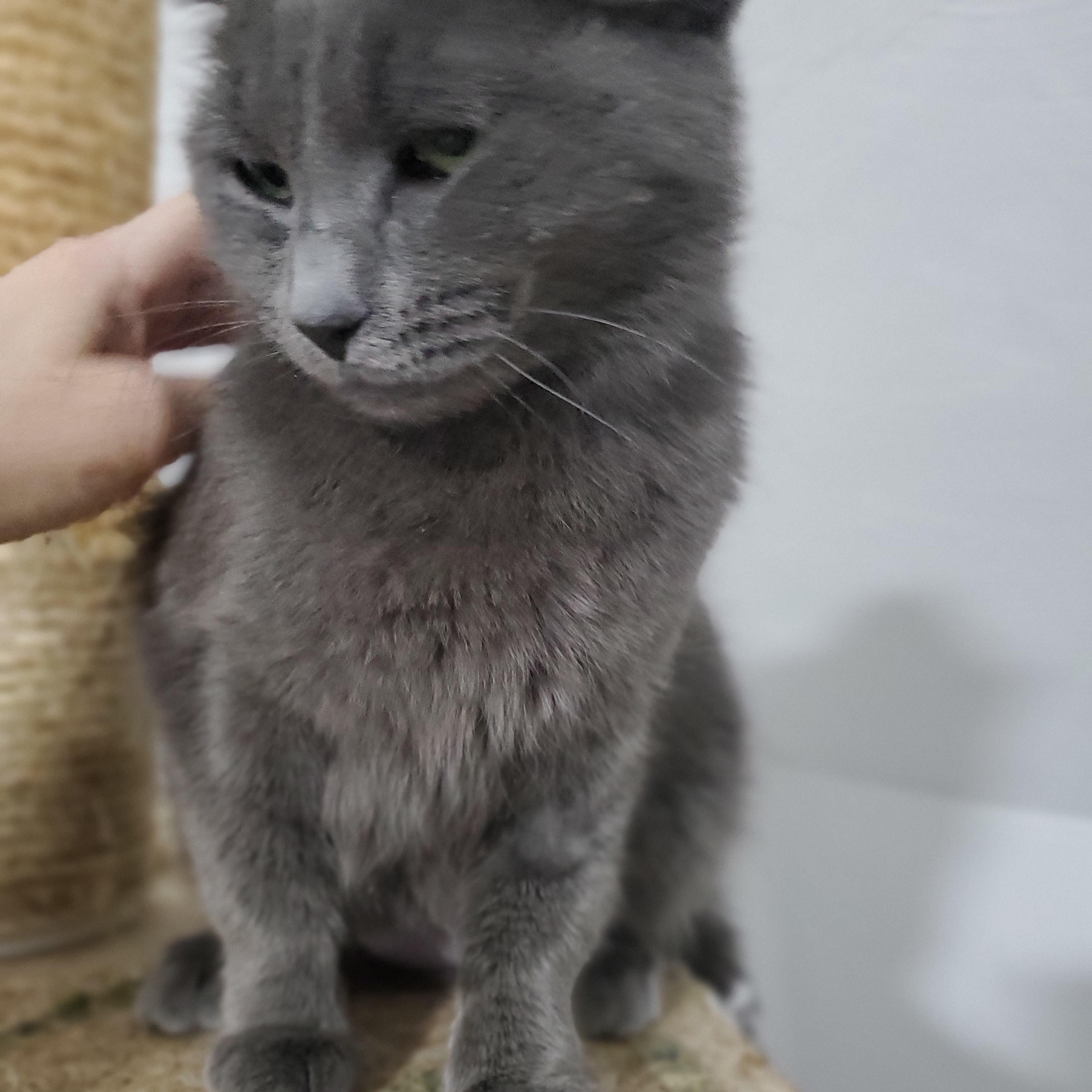 Enlarge Serena, a Adoptable Russian Blue in Gladwin, MI image 4/6