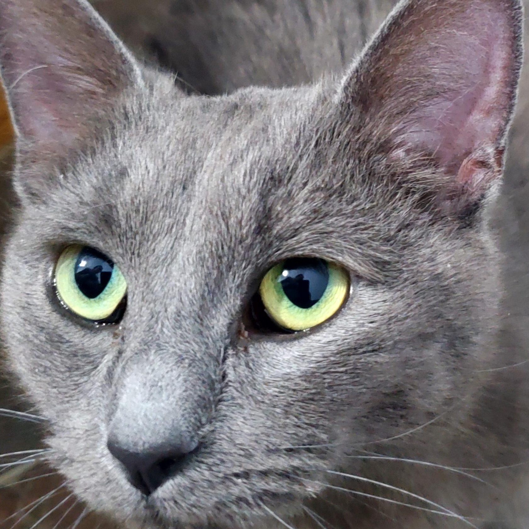 Serena, Adoptable, Young Female Siamese.