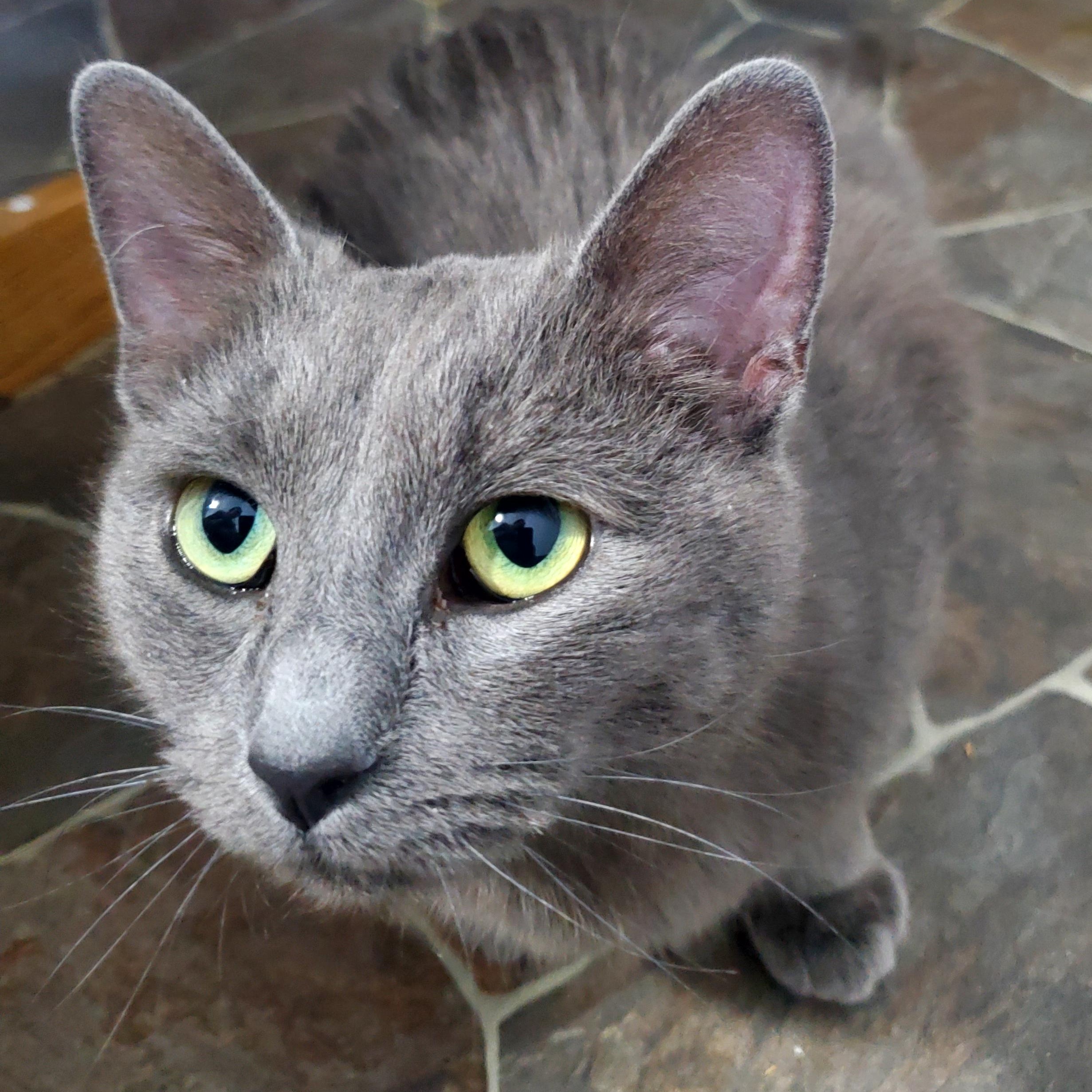 Enlarge Serena, a Adoptable Siamese in Gladwin, MI image 3/5