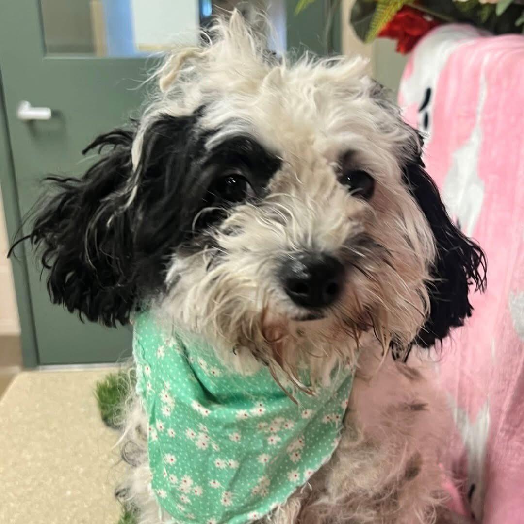 Ophilea, Adopted, Adult Female Miniature Poodle & Maltese.