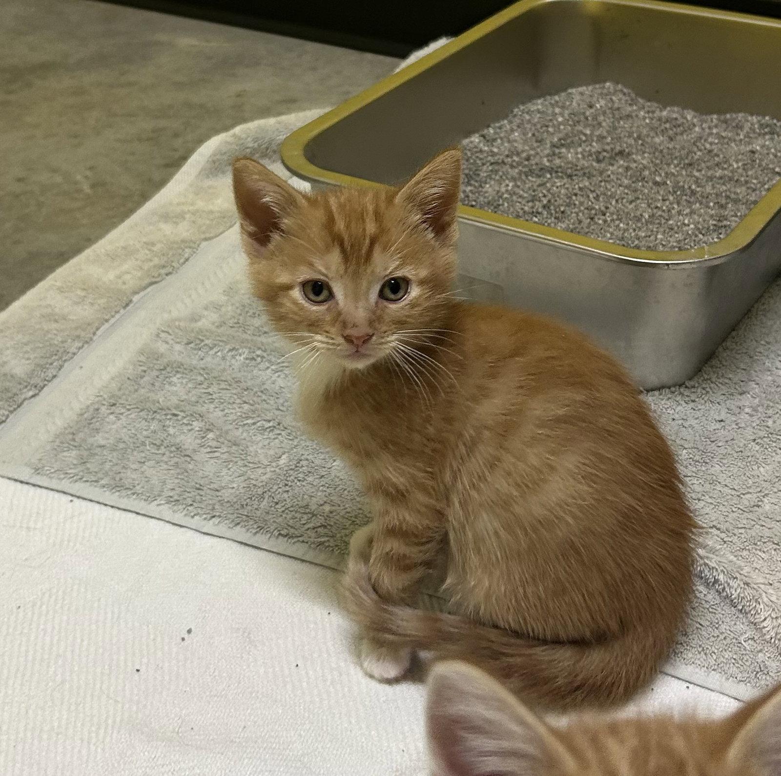 Shrimp, Adoptable, Kitten Male Domestic Short Hair.