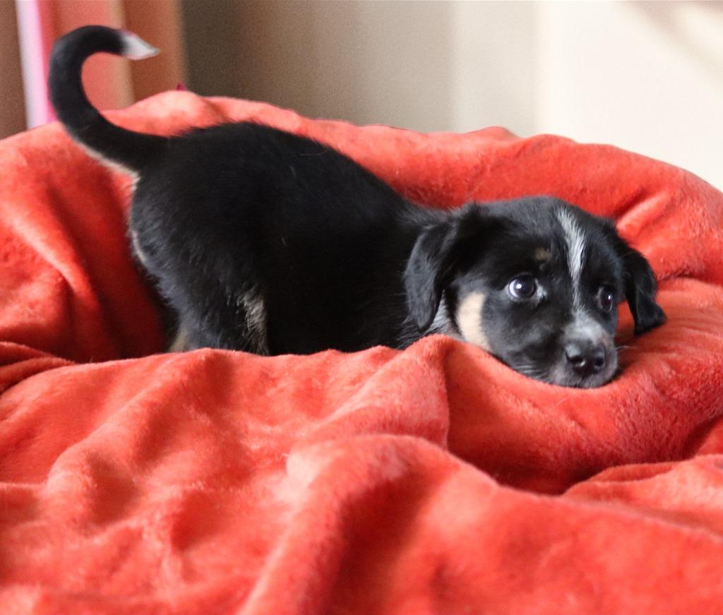 Enlarge Emerald, a Adoptable mixed breed in Mesa, AZ image 1/6