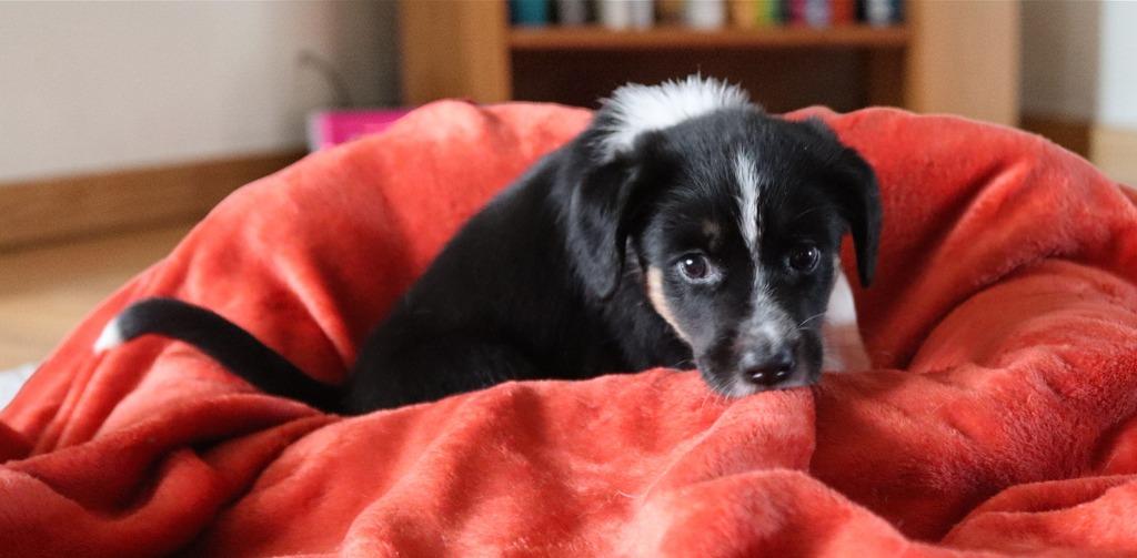 Enlarge Emerald, a Adoptable mixed breed in Mesa, AZ image 2/6