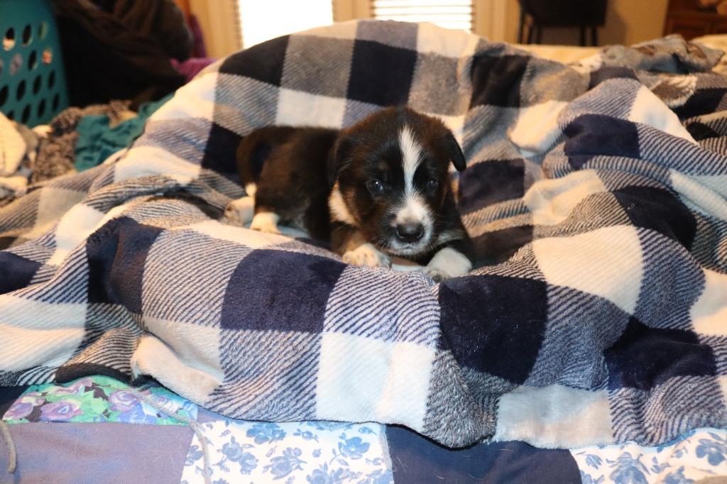 Enlarge Emerald, a Adoptable mixed breed in Mesa, AZ image 3/6