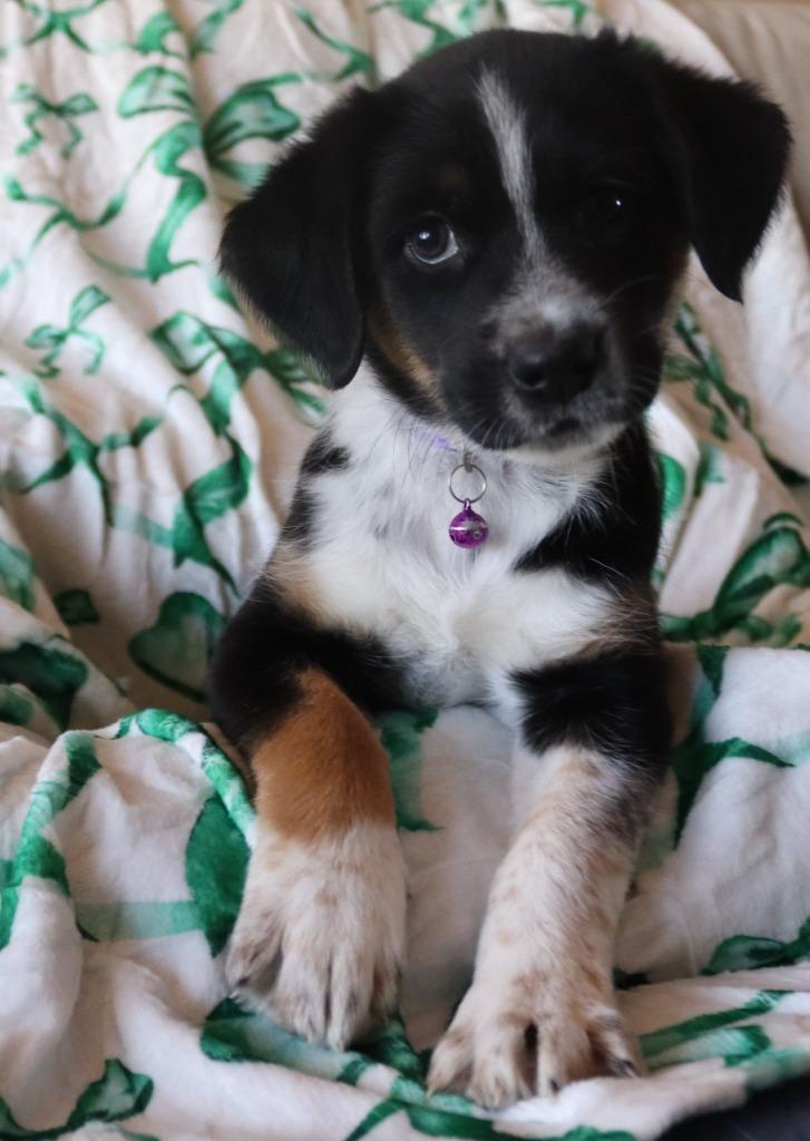 Enlarge Emerald, a Adoptable mixed breed in Mesa, AZ image 4/6