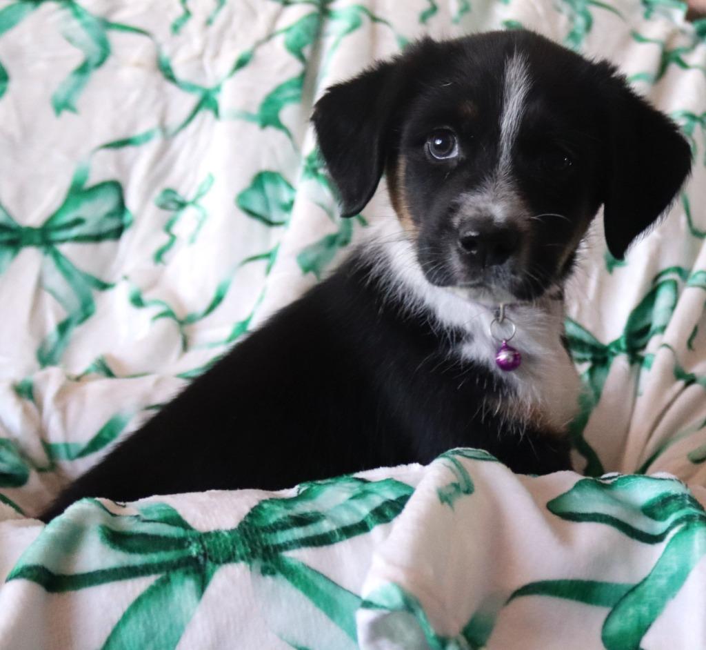 Enlarge Emerald, a Adoptable mixed breed in Mesa, AZ image 5/6