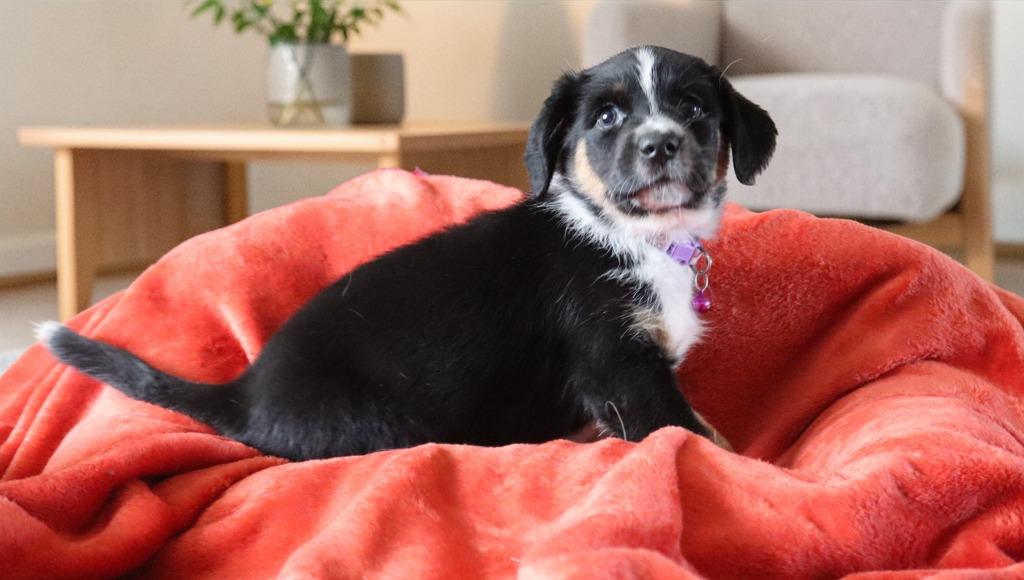 Enlarge Emerald, a Adoptable mixed breed in Mesa, AZ image 6/6