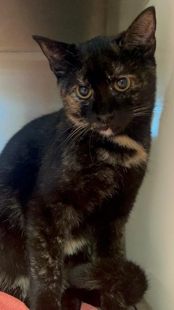 KAREN FROM HR, Adoptable, Young Female Domestic Short Hair.