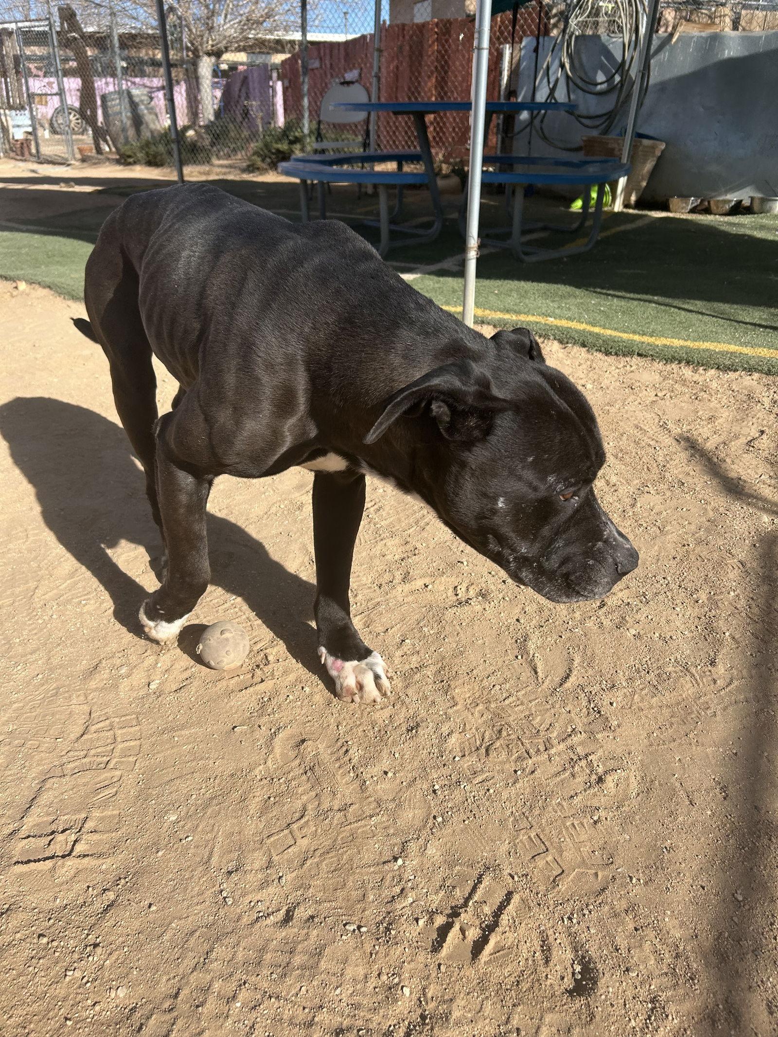 Big Willie thumbnail 2