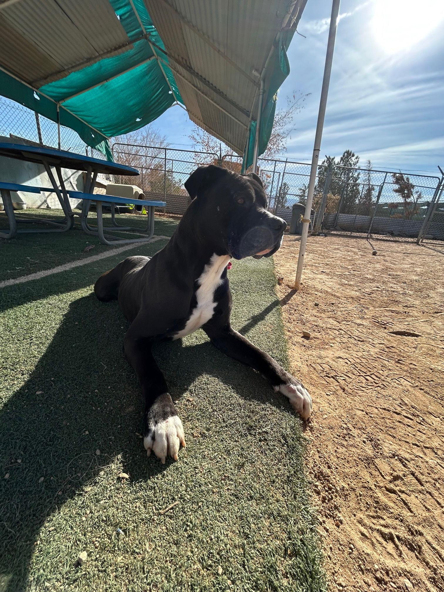 Big Willie thumbnail 3