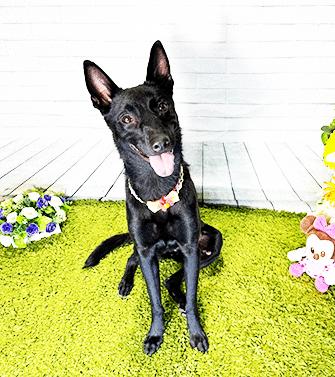 TYNI, ADOPTABLE, Young Female Labrador Retriever.