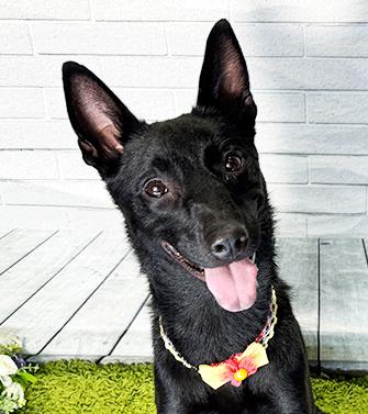 Enlarge TYNI, a ADOPTABLE mixed breed in Castro Valley, CA image 2/3