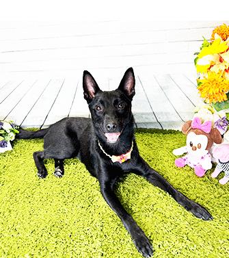 Enlarge TYNI, a ADOPTABLE mixed breed in Castro Valley, CA image 3/3