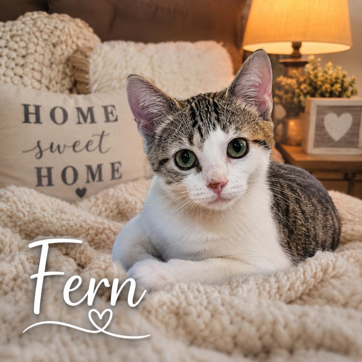Fern, Adoptable, Young Male Domestic Short Hair.