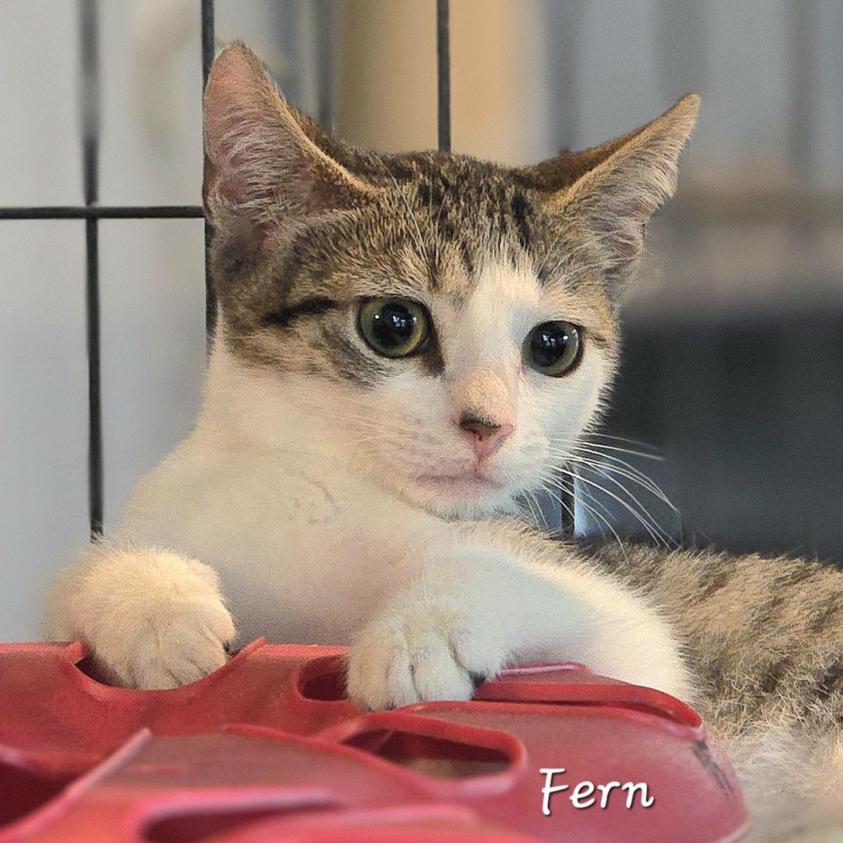 Fern, a Adoptable mixed breed in St. Augustine, FL image 2/6