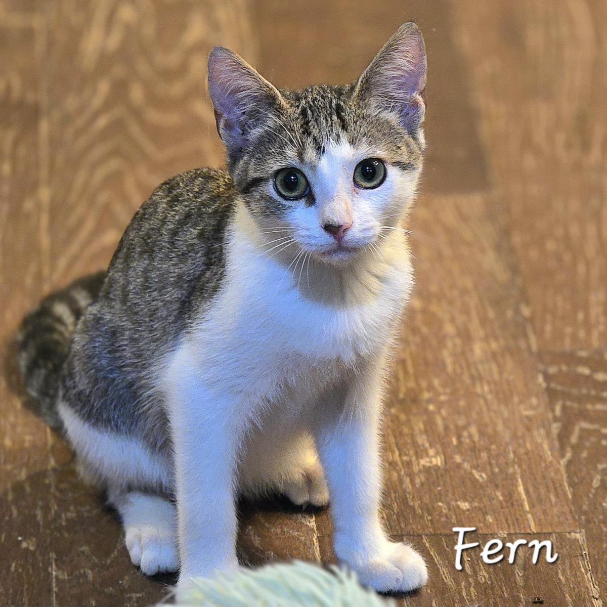 Fern, a Adoptable mixed breed in St. Augustine, FL image 3/4
