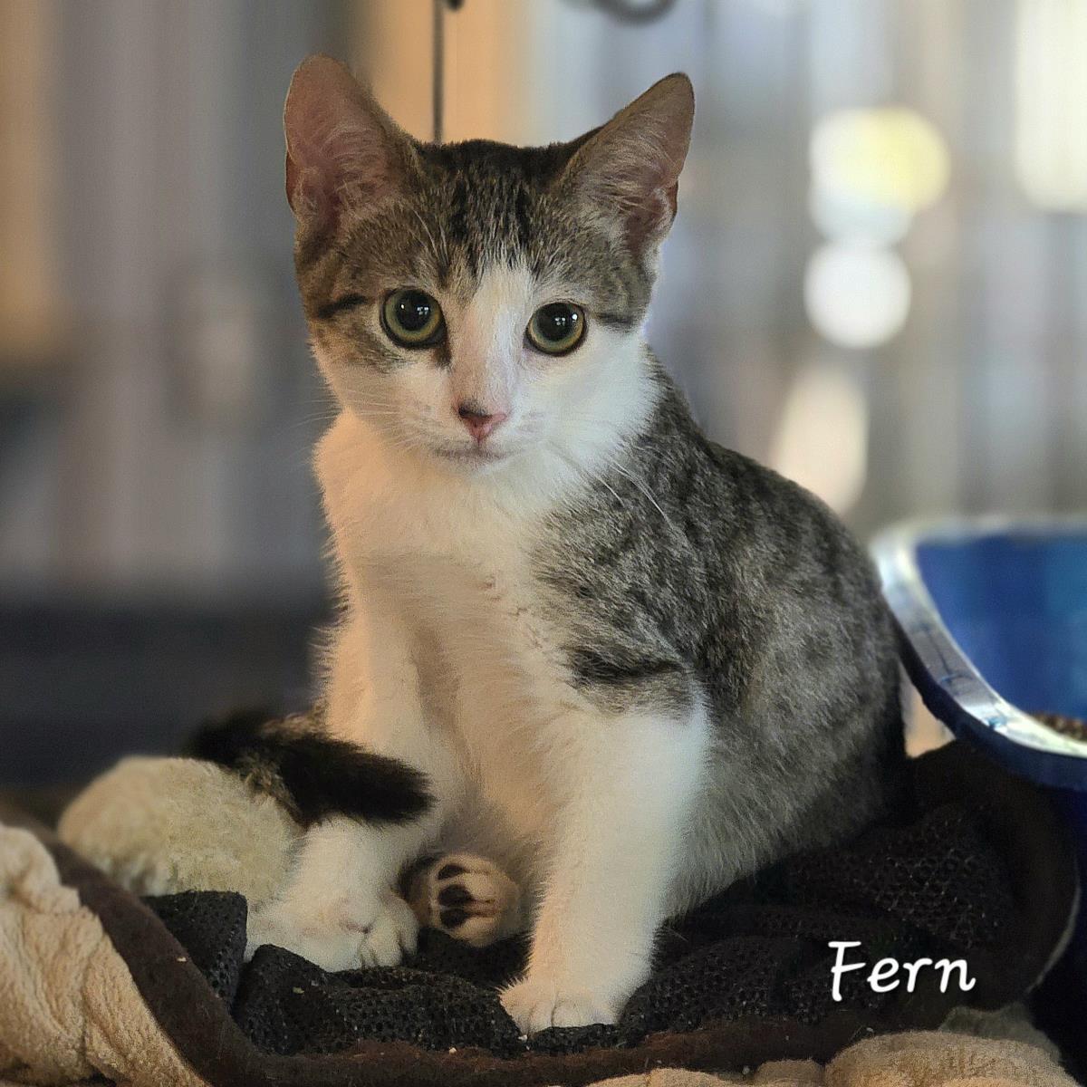 Fern, a Adoptable mixed breed in St. Augustine, FL image 5/6