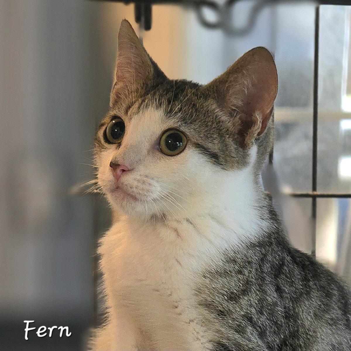 Fern, a Adoptable mixed breed in St. Augustine, FL image 6/6