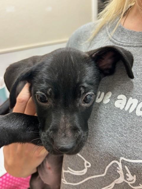 Xena, adopted, Puppy Female Labrador Retriever.