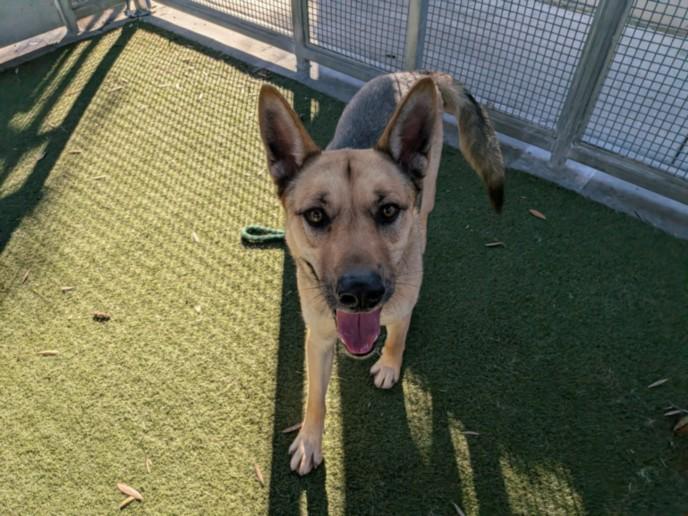 Enlarge WALLACE, a Adoptable mixed breed in Los Angeles, CA image 1/1