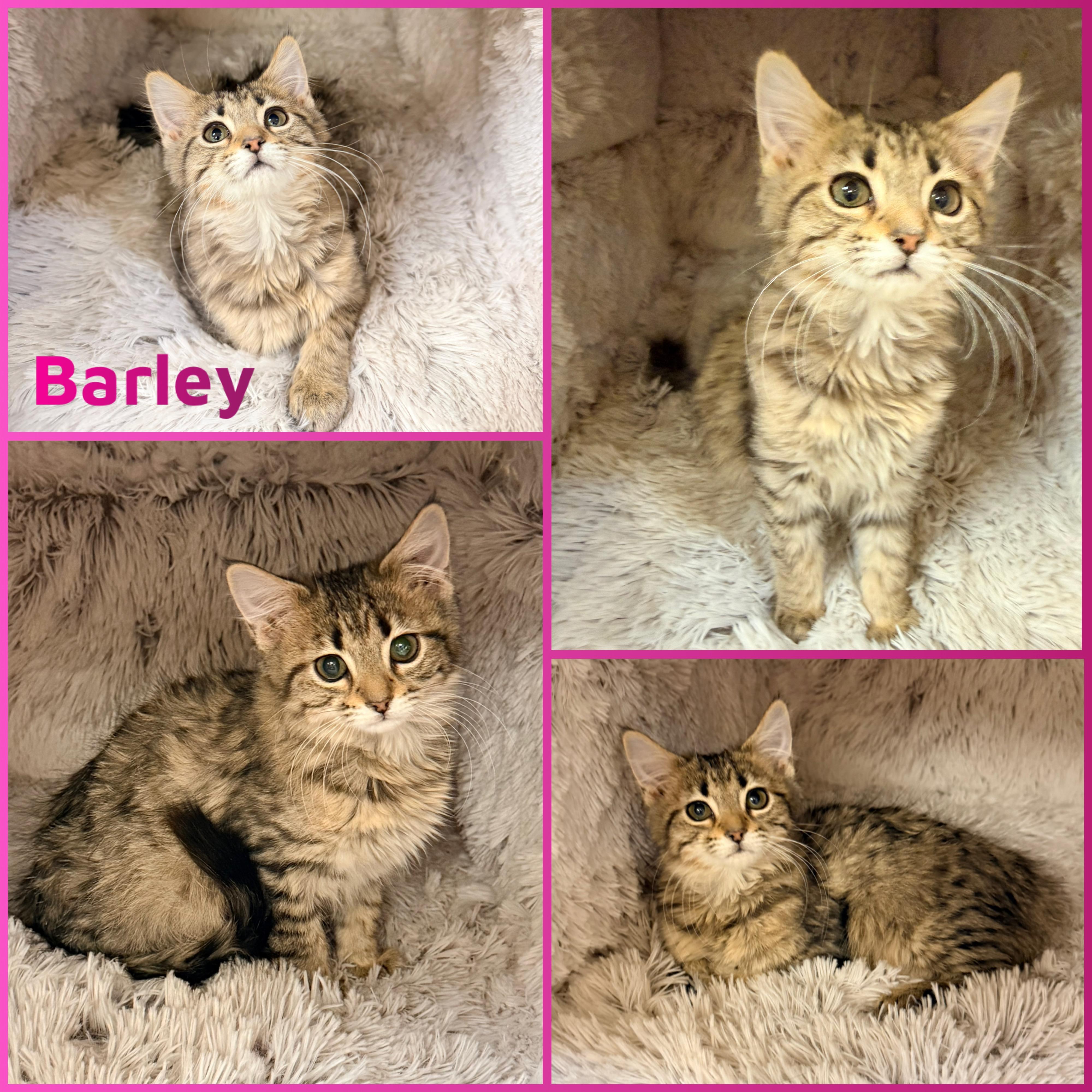 Barley, ADOPTABLE, Kitten Female Domestic Short Hair.